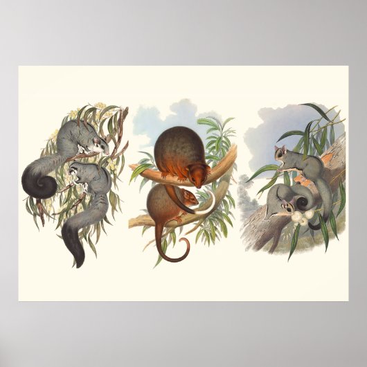 オーストラリアの動物三柱 ポスター (正面)