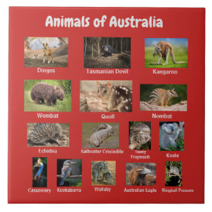 オーストラリアの動物 タイル