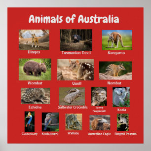 オーストラリアの動物 ポスター