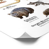 オーストラリアの動物 ポスター (角)