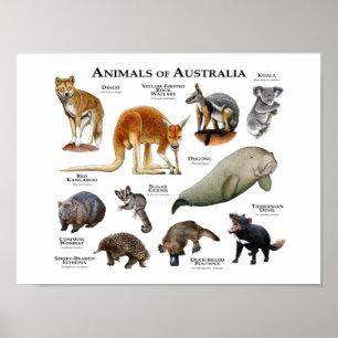 オーストラリアの動物 ポスター