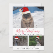 オーストラリアの動物 赤い脚本 マルチ フォト コラージュ シーズンカード (正面)