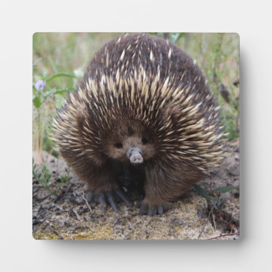 オーストラリアの可愛いEchidna フォトプラーク (正面)