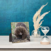 オーストラリアの可愛いEchidna フォトプラーク (インサイチュ)