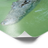 オーストラリアの塩水ワニ フォトプリント            (角)