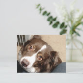 オーストラリアの愛のために！ ポストカード (スタンド正面)