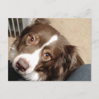 オーストラリアの愛のために！ ポストカード