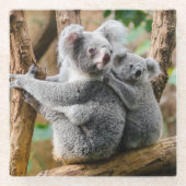 オーストラリアの木にベビーのあるコアラ ガラスコースター (正面)