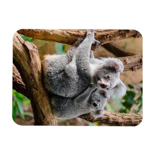 オーストラリアの木にベビーのあるコアラ マグネット (横)