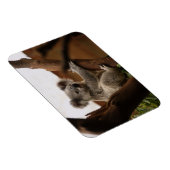 オーストラリアの木に座るコアラ・ベア マグネット (右側)