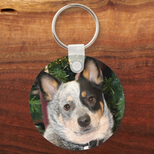 オーストラリアの牛の犬の写真 キーホルダー (正面)