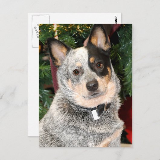 オーストラリアの牛の犬の写真 ポストカード (正面/裏面)