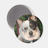 オーストラリアの牛の犬の写真 マグネット (正面/裏面)