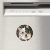 オーストラリアの牛の犬の写真 マグネット (インサイチュ (食洗機))