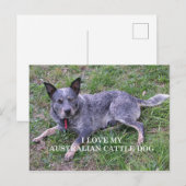 オーストラリアの牛の犬の愛w pic ポストカード (正面/裏面)