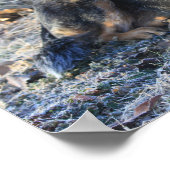 オーストラリアの牛の犬またはブルーヒーラーの写真ポスター ポスター (角)