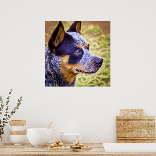 オーストラリアの牛の犬 – 犬のポートレート ポスター (キッチン)