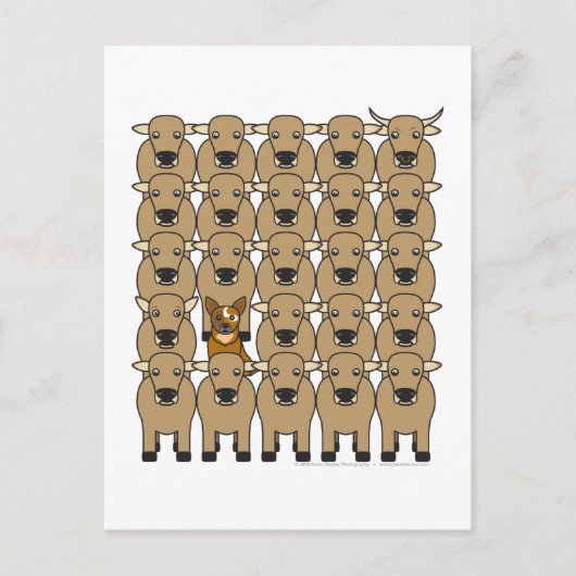 オーストラリアの牛の群れの犬 ポストカード (正面)