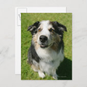 オーストラリアの羊飼いがカメラで微笑んでいる ポストカード (正面/裏面)