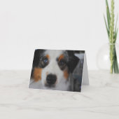 オーストラリアの羊飼いのハッピーバースデーカード カード (正面)