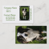 オーストラリアの羊飼いの写真の名刺 名刺 (正面/裏面)