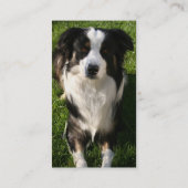 オーストラリアの羊飼いの写真の名刺 名刺 (裏面)