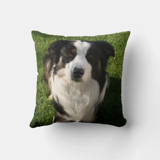 オーストラリアの羊飼いの写真の枕 クッション (裏面)