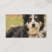 オーストラリアの羊飼いの名刺 名刺 (裏面)