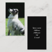 オーストラリアの羊飼いの名刺 名刺 (正面/裏面)