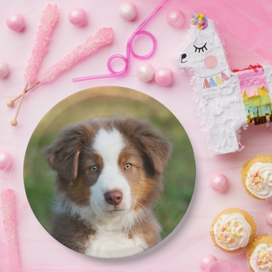 オーストラリアの羊飼いの子犬のポートレート、幸せなパーティ ペーパープレート (パーティー)