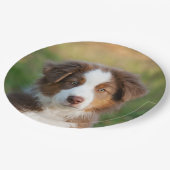 オーストラリアの羊飼いの子犬のポートレート、幸せなパーティ ペーパープレート (アングル)