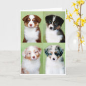 オーストラリアの羊飼いの子犬の挨拶状 カード (黄色い花)