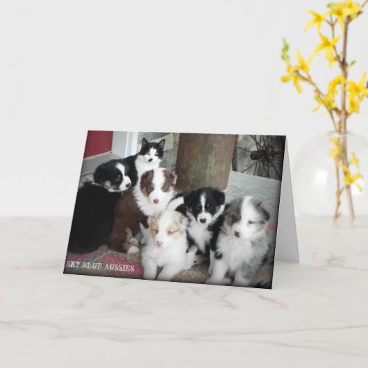 オーストラリアの羊飼いの子犬の挨拶状 カード (黄色い花)