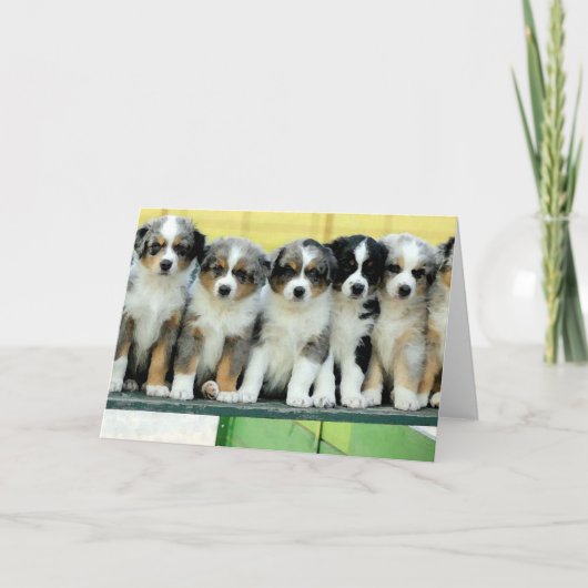 オーストラリアの羊飼いの子犬の空白のな挨拶状 カード (正面)