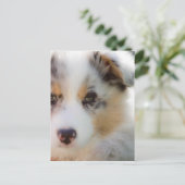 オーストラリアの羊飼いの子犬 ポストカード (スタンド正面)