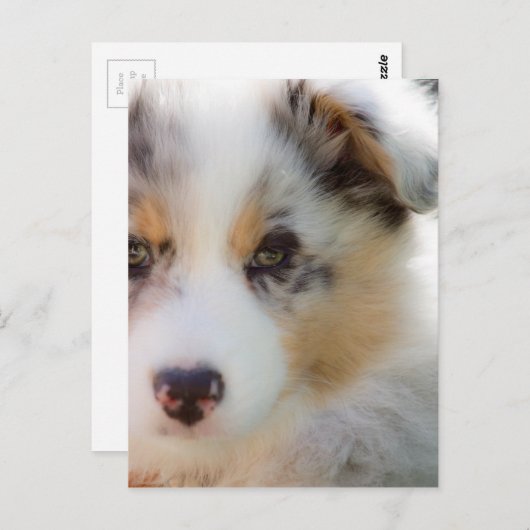 オーストラリアの羊飼いの子犬 ポストカード (正面/裏面)
