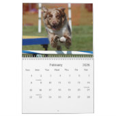 オーストラリアの羊飼いの敏捷18か月の壁掛けカレンダー カレンダー (2月 2026)