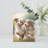 オーストラリアの羊飼いの日、オーストラリアの犬 シーズンポストカード (スタンド正面)