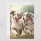 オーストラリアの羊飼いの日、オーストラリア犬 シーズンカード (正面)