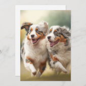 オーストラリアの羊飼いの日、オーストラリア犬 シーズンカード (正面/裏面)