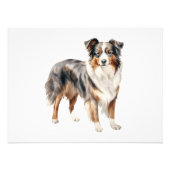 オーストラリアの羊飼いの水の色のクリップアートAustralian フォトプリント (正面)