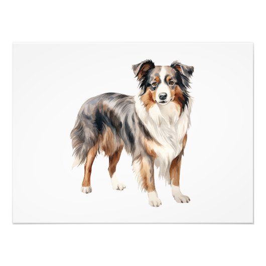 オーストラリアの羊飼いの水の色のクリップアートAustralian フォトプリント (正面)