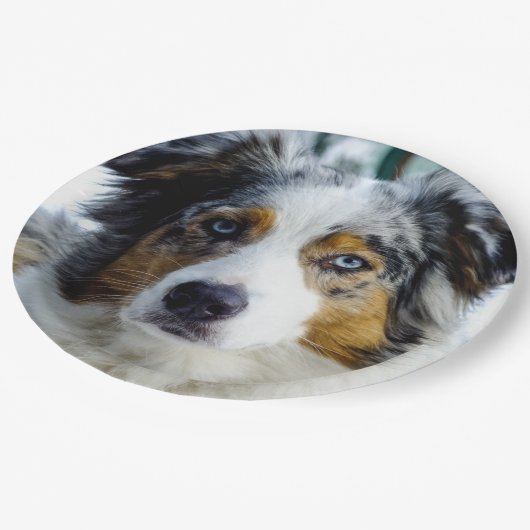 オーストラリアの羊飼いの青いmerle 3 ペーパープレート (アングル)