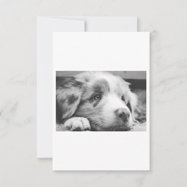 オーストラリアの羊飼いパプピーbw (正面)