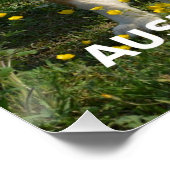 オーストラリアの羊飼いブルーメルルラブw pic ポスター (コーナー)