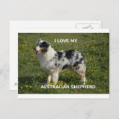 オーストラリアの羊飼いブルーメルルラブw pic ポストカード (正面/裏面)