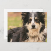 オーストラリアの羊飼い葉書 ポストカード (正面/裏面)