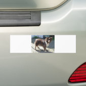 オーストラリアの羊飼い赤いトリ愛w pic バンパーステッカー (車上)