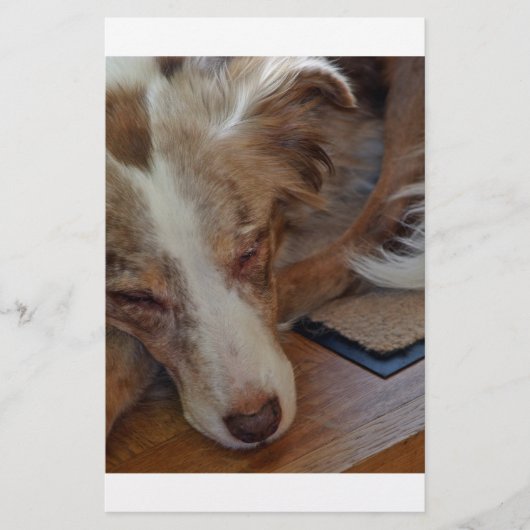 オーストラリアの羊飼い赤いメルル眠り 便箋 (正面)