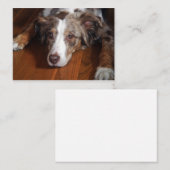 オーストラリアの羊飼い赤いメルレ敷設フラット ノートカード (正面/裏面)